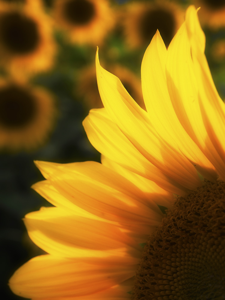 Sonnenblume