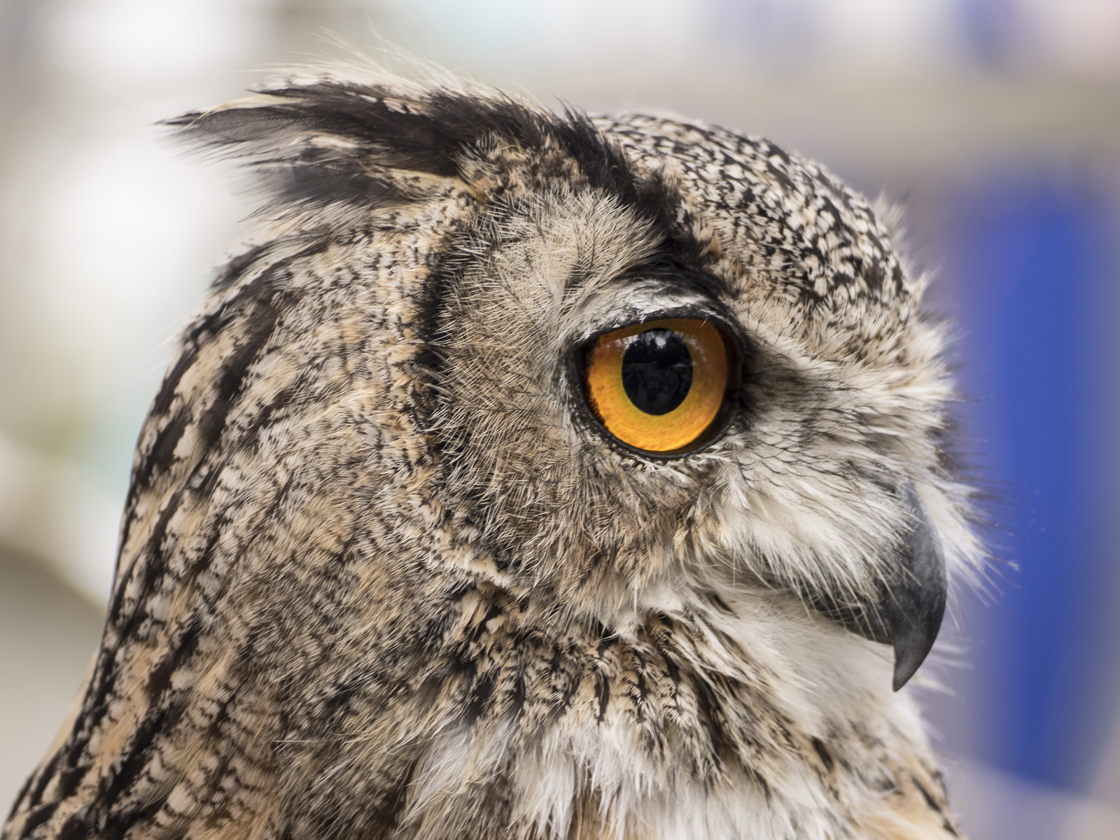 Ritterfest am Schloss Amerang, 15.08.2015