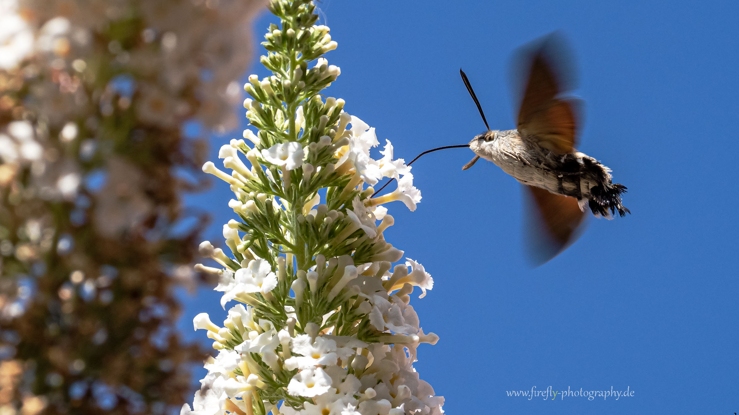 Insekten und Spinnen